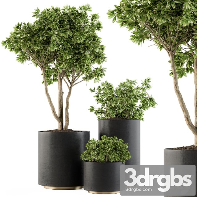 Outdoor plants tree in pot - set 94