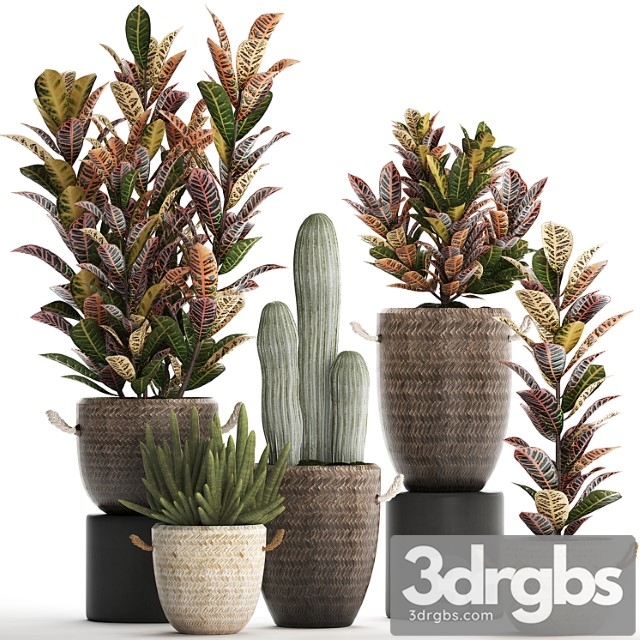 Collection of small plants in modern rattan baskets with croton tree, cactus, sansevieria cylindrical. set 433.