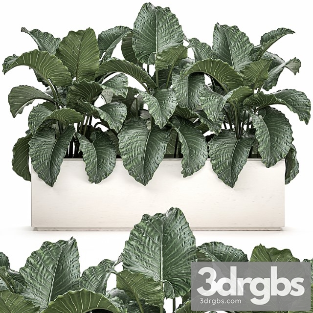 Plant Collection 507 Bushes Thickets Alocasia White Pot Flowerpot Indoor Plants