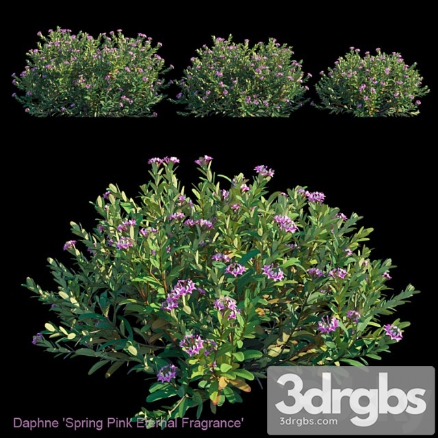 Daphne spring pink eternal fragrance