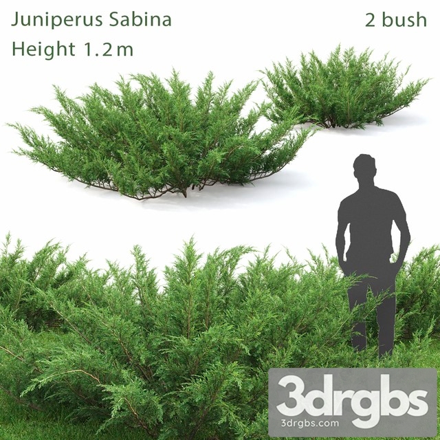 Juniperus Cossack 1