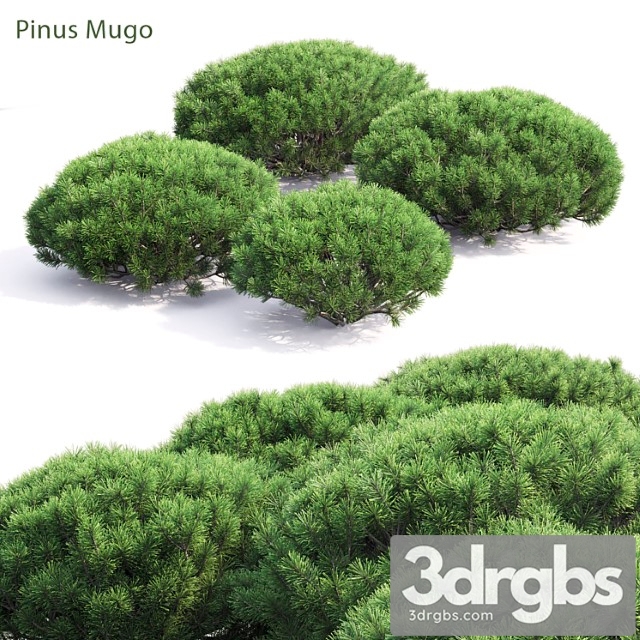 Pinus Mugo