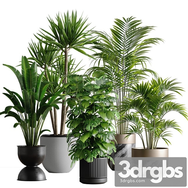 Indoor Plant Set 53 1