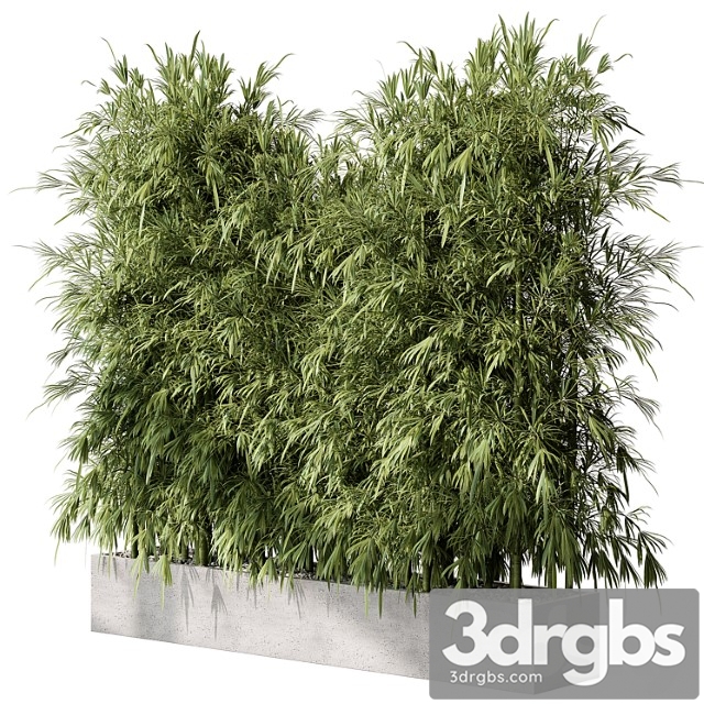 Bamboo plants - outdoor plants 468