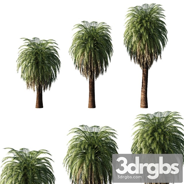 Macrozamia Moorei Palm Tree 02