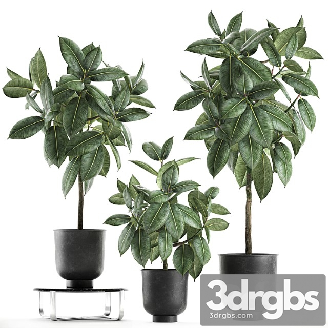 Collection of Decorative Small Trees in Black Pots Rubber Ficus Robusta Eraser Set 850