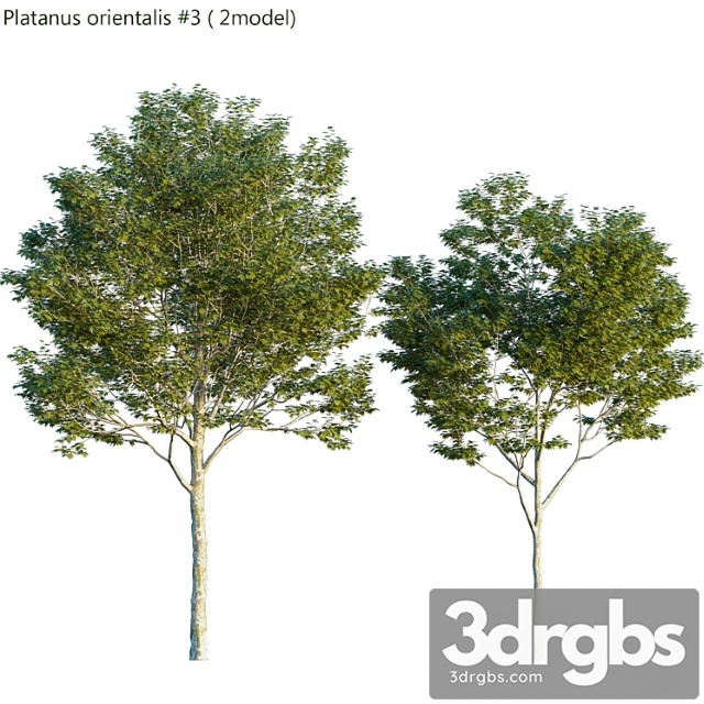 Platanus orientalis -platanus acerifolia _1