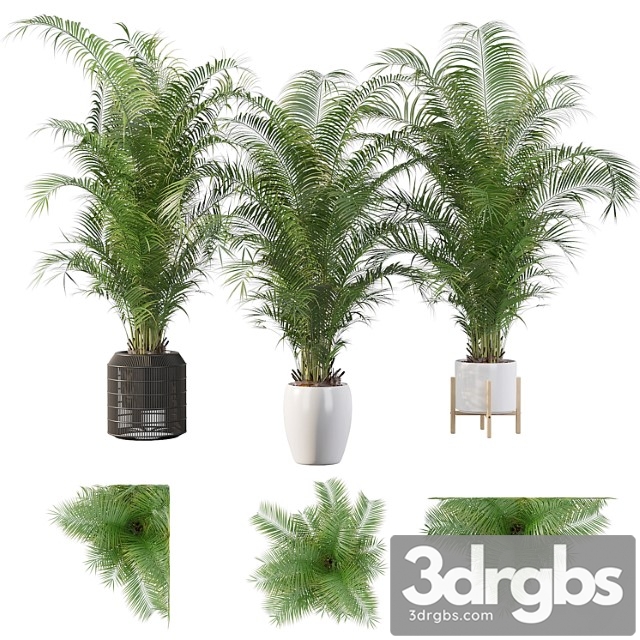 Plants collection 032 - areca palm pack 1