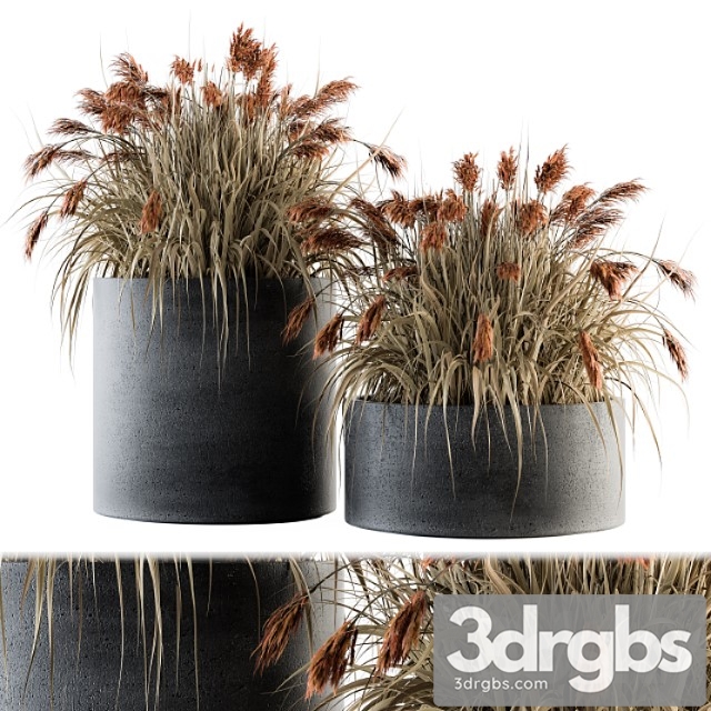 Indoor plant set 140 - indian grass