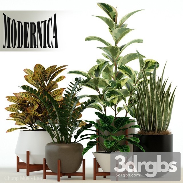 Indoor Plant Set 18