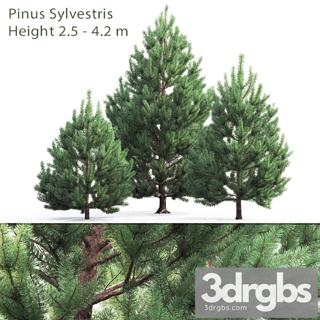 Tree Pine 2