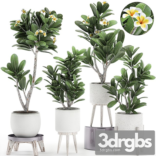 Collection of plants of small exotic flowering trees in white pots on legs with plumeria, frangipani. set 559.