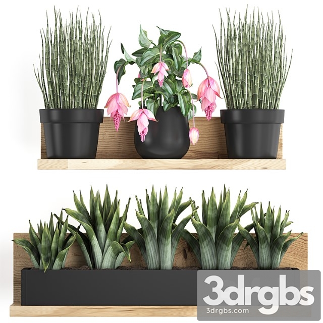 Plant Collection 404 Shelf With Flowers Bromeliad Pot Indoor Plants Horsetail Medinilla