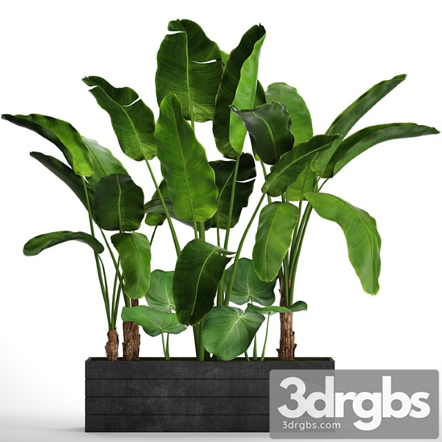 Collection of Plants 73 Tropical Plants Strelitzia Banana Bushes Thickets Pot Outdoor Flowerpot Palm Tree