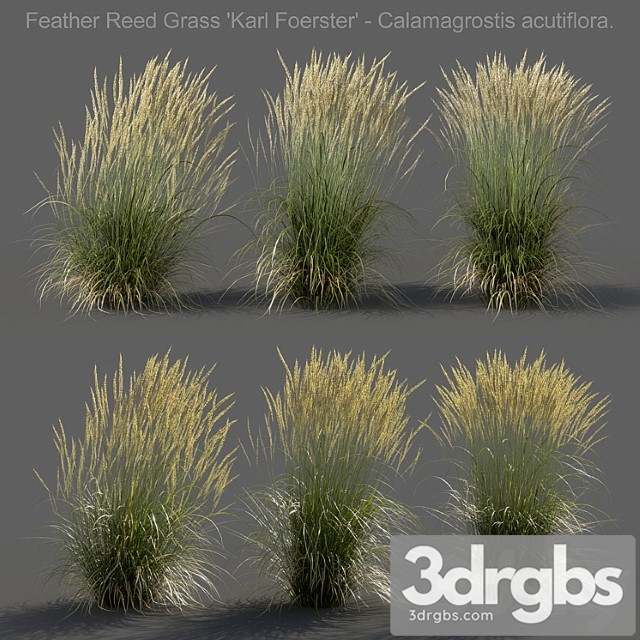 Feather reed grass - calamagrostis acutiflora - medium