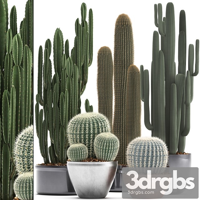 Collection of plants 300. cactus set. echinocactus, round cactus, cereus, barrel cactus, indoor cactus, desert plants