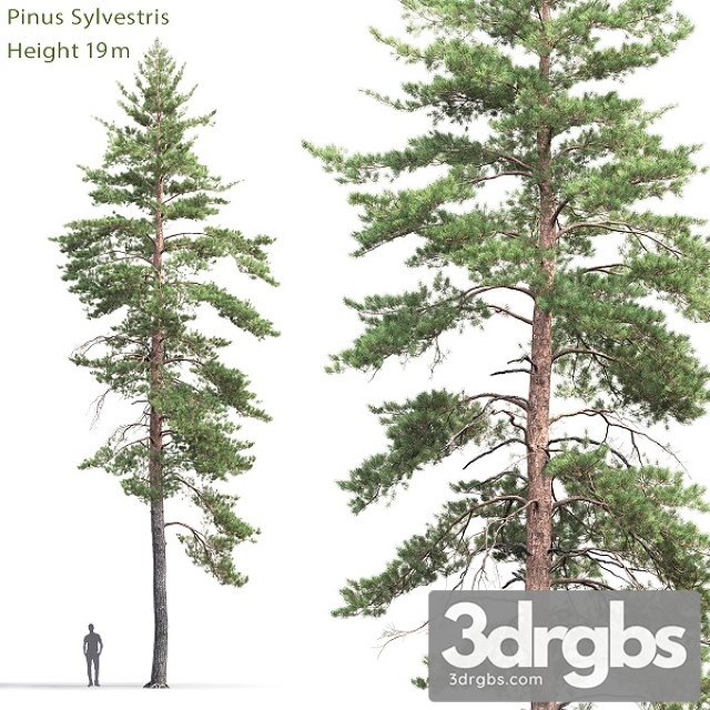 Pinus Sylvestris Tree 8