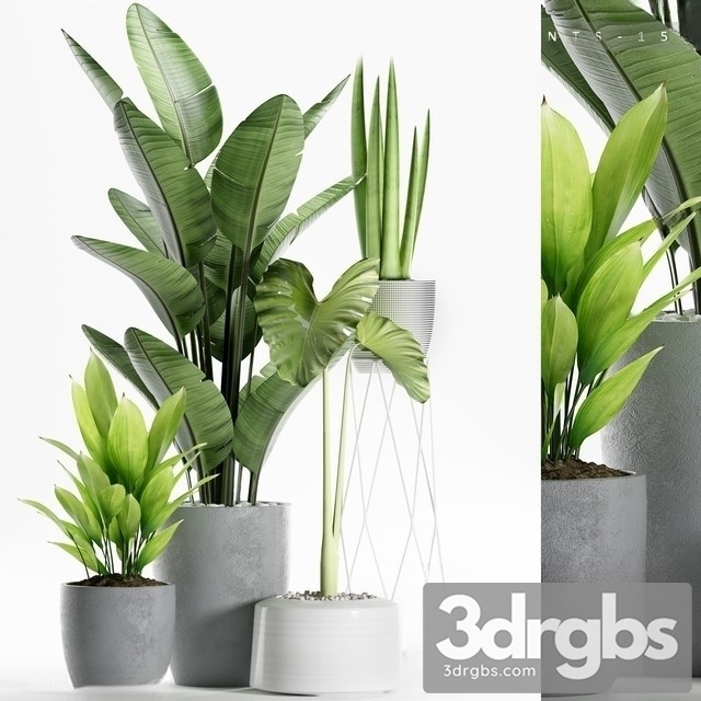 Indoor Plant Set 9