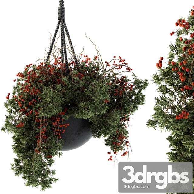 Hanging pot plant - set 102