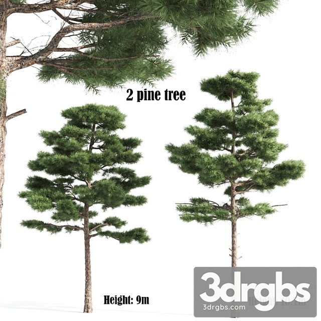 2 Pine Vray