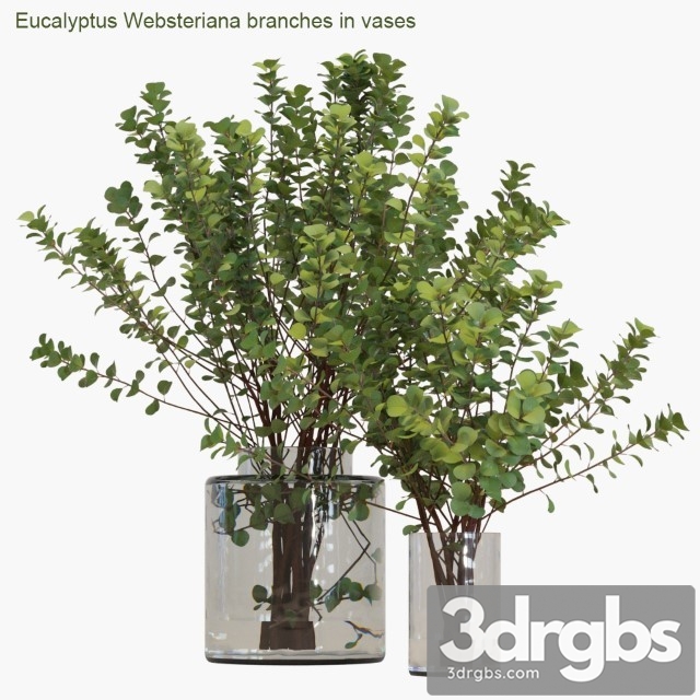 Eucalyptus Websteriana Branches in Vases 2