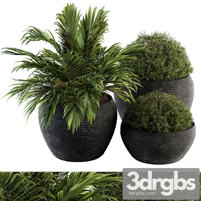 Outdoor plants tree in concrete pot - set 104