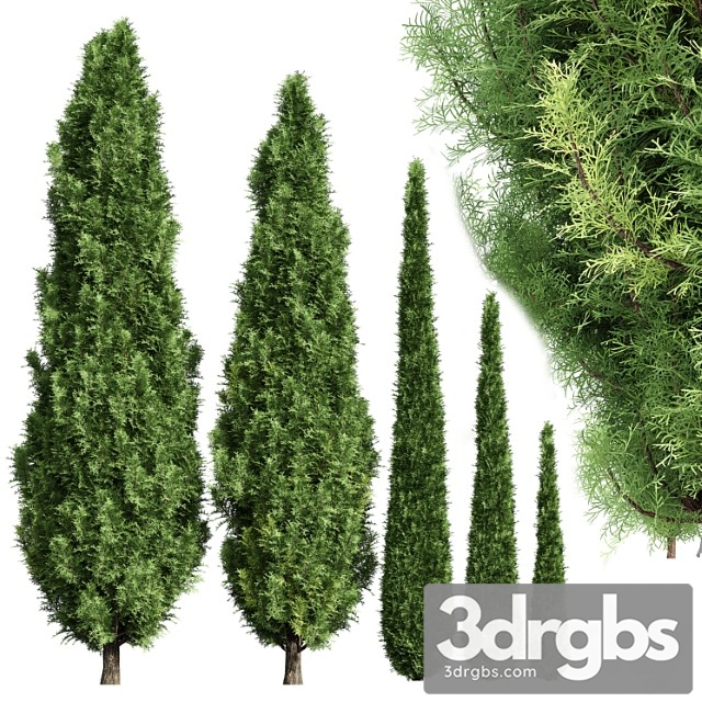 Cypress 5 Trees