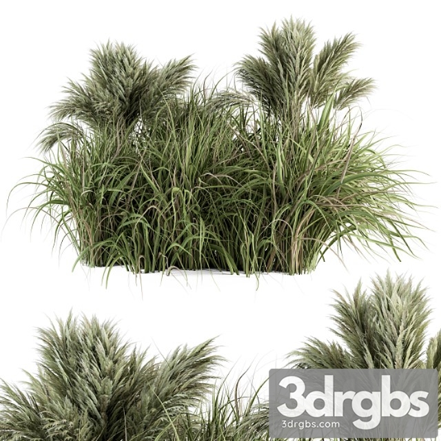 Pampas Bush Bush Set 21