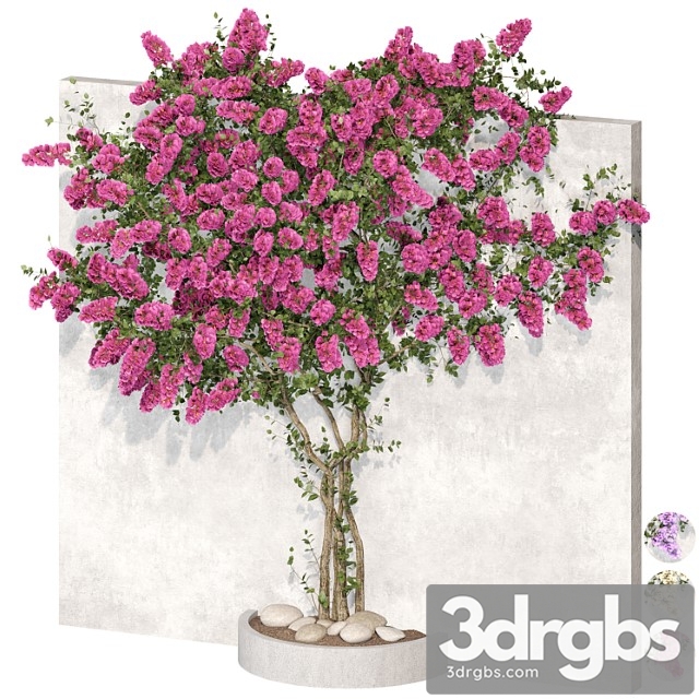 Bougainvillea plant 02