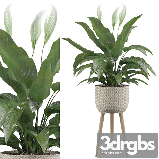 Plants collection 009 - peace lily 01