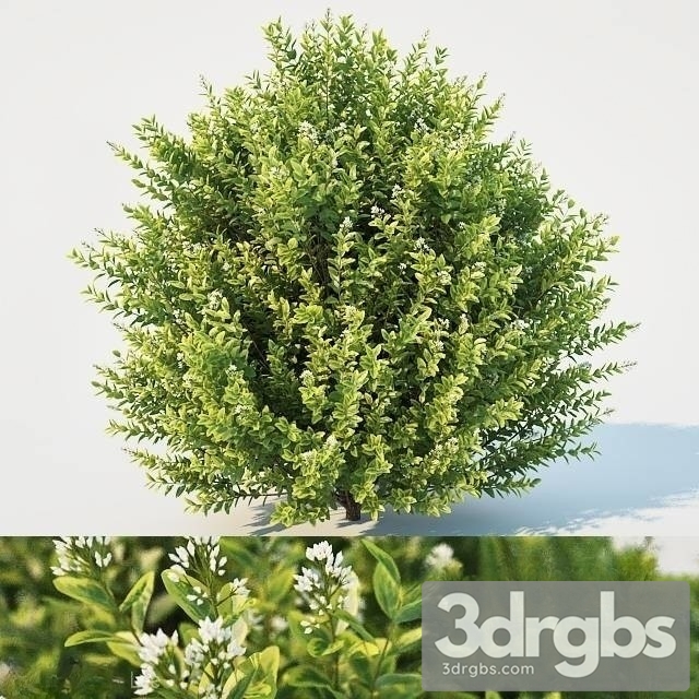 Ligustrum Ovalifolium