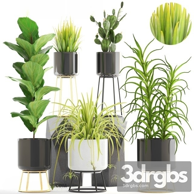 Indoor Plant Set 142