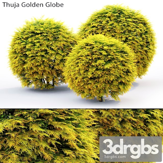 Thuja Golden Globe