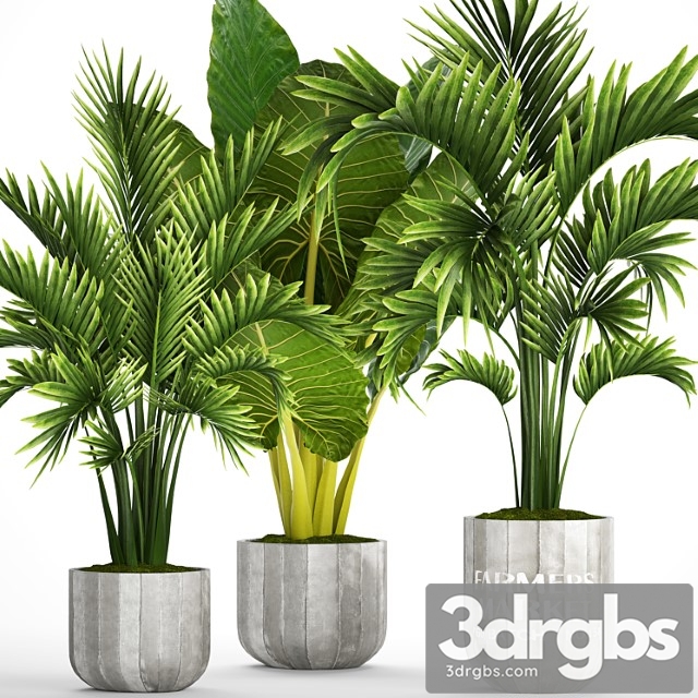 Plant Collection 92 Palm Alocasia Howea Shrubs Concrete Pot Flowerpot Tropical Plants
