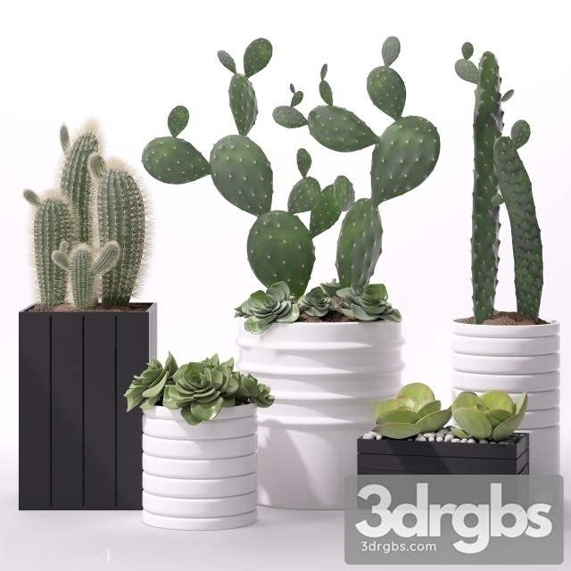 Contemporary House Plants