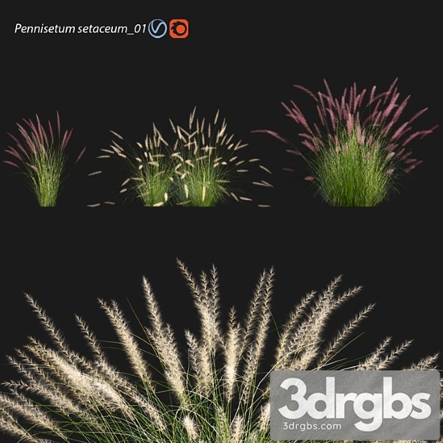 Pennisetum setaceum 01