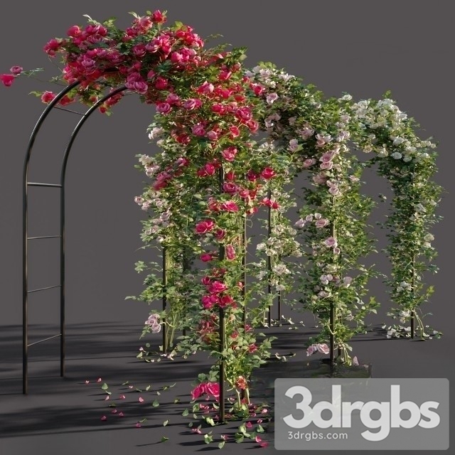 Arch Roses