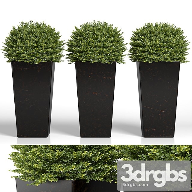 Buxus sempervirens in modern planters