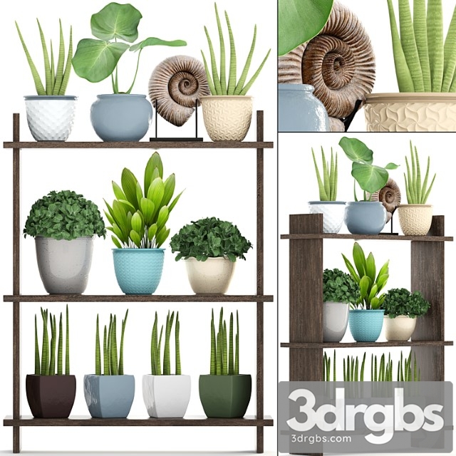 Collection of plants. rack with decor, pot, flower, bush, ammonite, vase, shelf with flowers