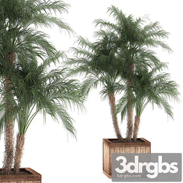 Palm Tree In Box 621 Decorative Palm Tree Outdoor Planter Landscape Design Date Tapestry
