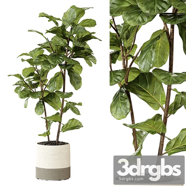 Ateliervierkant - pot cl40 and ficus lyrata plant