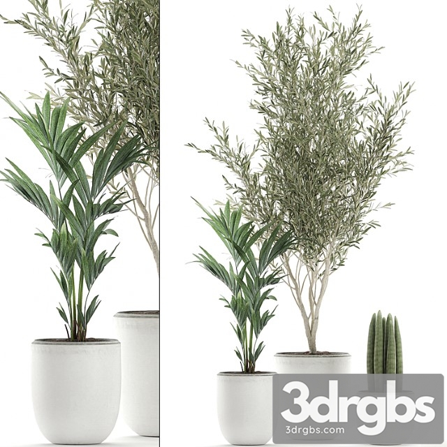Collection of indoor plants in white pots with olive tree, cylindrical sansevieria, small palm. set 652.