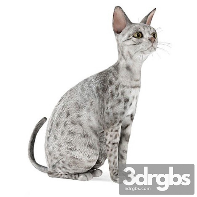 Egyptian Mau Cat