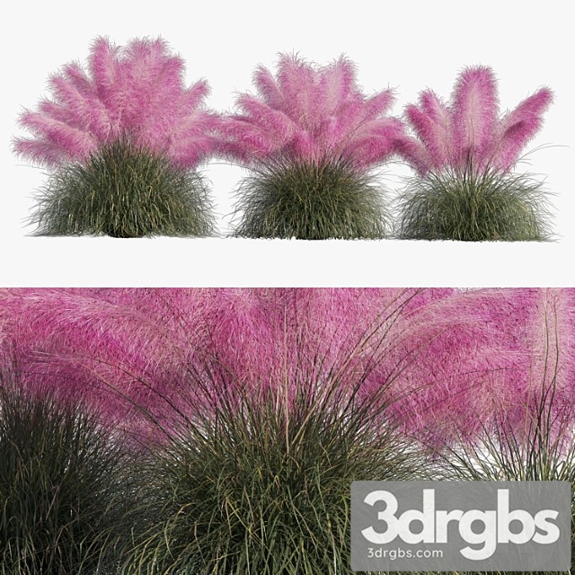 Muhlenbergia capillaris - pink muhly grass