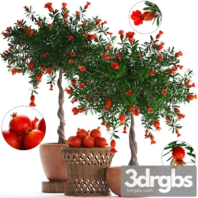 Plant Collection 264 Pomegranate Tree With Fruits Blooming, Rattan Table Flowerpot Outdoor Clay Clinker Eco Design Natural Materials