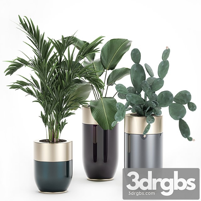 Collection of plants in beautiful godwin longhi pots with palm, cactus, calathea lutea, hovea, prickly pear . set 704.