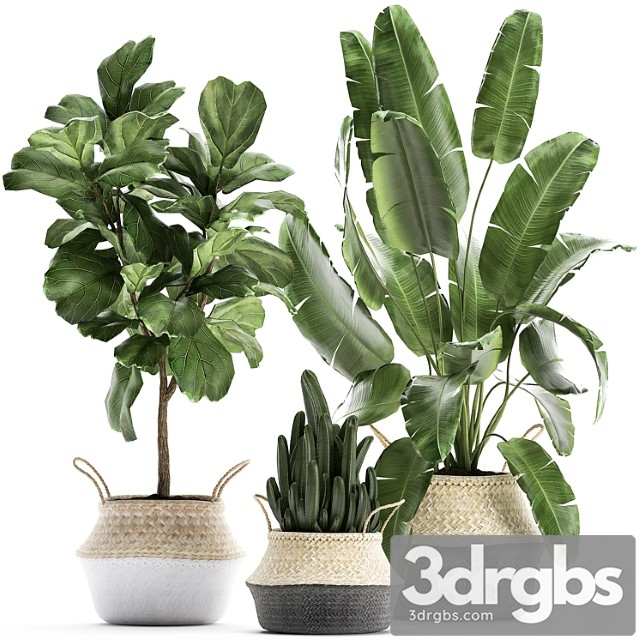 A Collection of Beautiful Plants in Black and White Baskets with Banana Palm Strelitzia Ficus Lirata Cactus Set 861