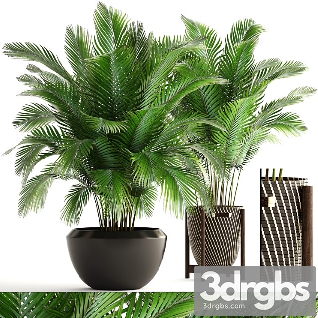 Collection of plants 164. areca palm, kentia, hoveya, areca, pot, bush, basket, flowerpot, interior, howea
