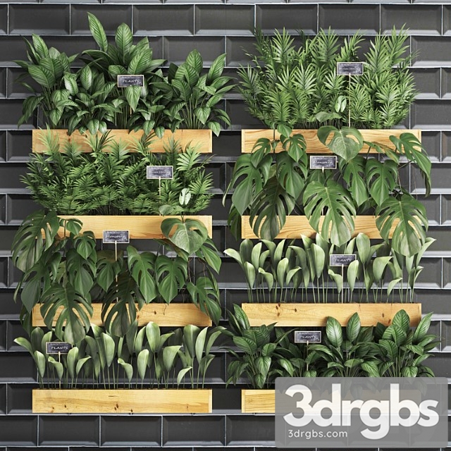 Collection of plants vertical gardening in wooden wall pots shelves with monstera, areca palm, bush, black tile. set 40.