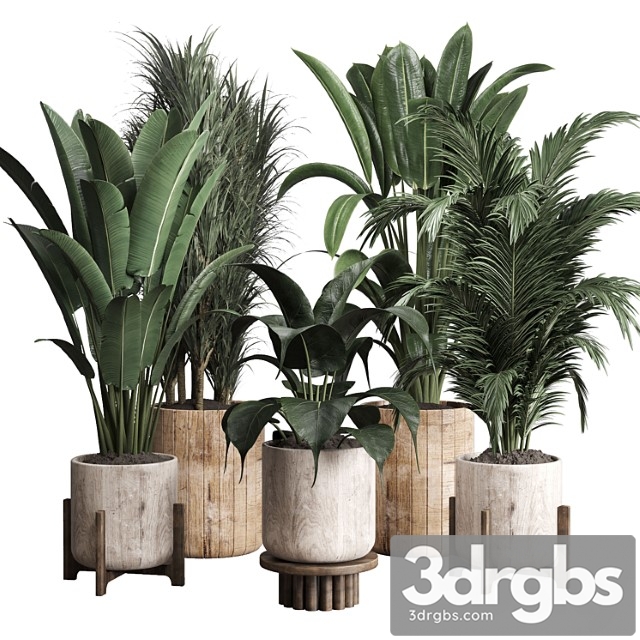 Collection Indoor Plant 174 Pot Plant Ficus Rubbery Palm Ravenala Wooden Vase